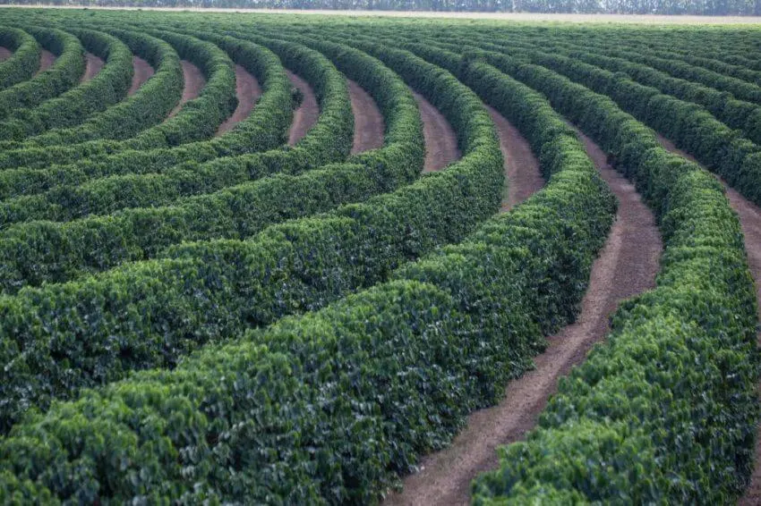 Como Começar Plantação de Café